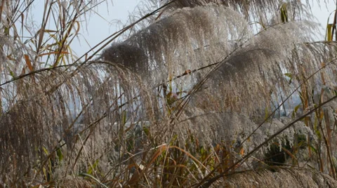 Reed in the wind Stock Footage 35178478