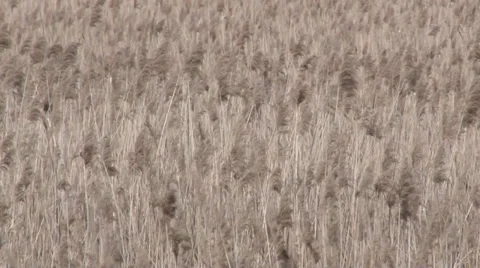 Reed in the wind Vidéo 37163569