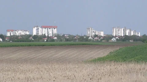 Reed in the wind Video stock 37164035