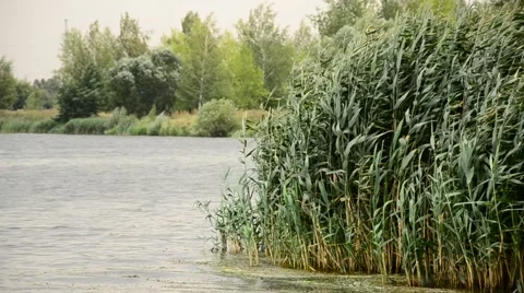 Reed in the wind. Stock Footage 42033375