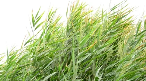 Reed in the wind. Stock Footage 42033385