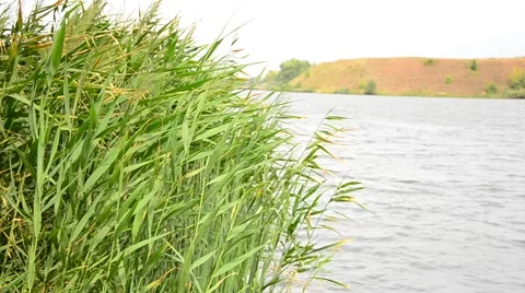 Reed in the wind. Stock Footage 42033539