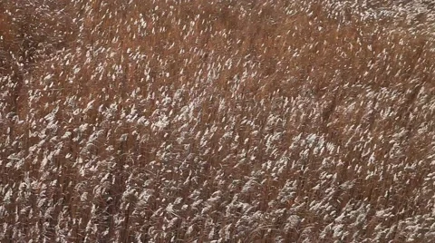 Reed in wind. Stock-Footage 42977444