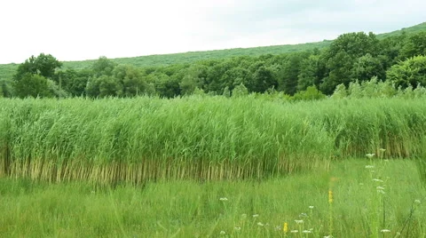 Reed in the wind Stock Footage 56371027