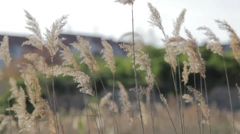 Reed on the wind Video stock 67454581