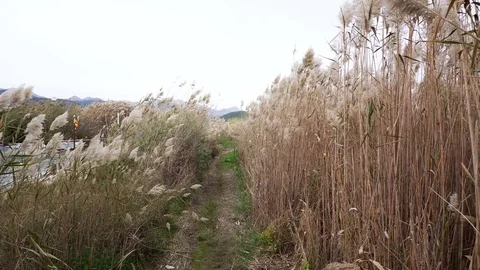 The reed on the wind Stock Footage 84996526