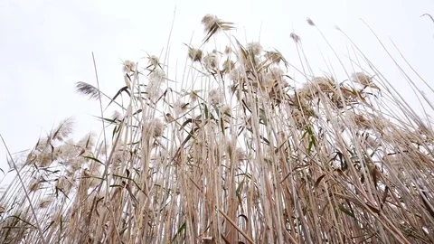 The reed on the wind Video stock 84996760