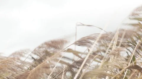 Reed in the Wind Stockbeeldmateriaal 85078292