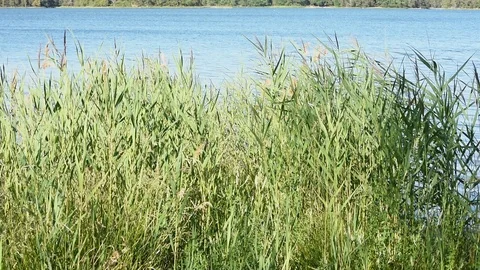 Reed in the wind Stock Footage 94367354