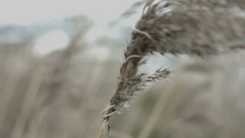 Reed in the wind Video stock 146491059