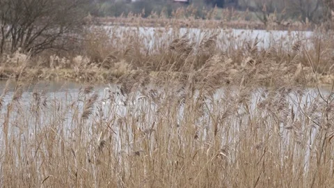 The Reed in the wind Stock Footage 149910799