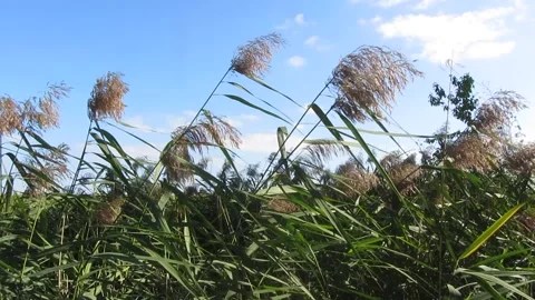 Reed wind Stock Footage 160068331