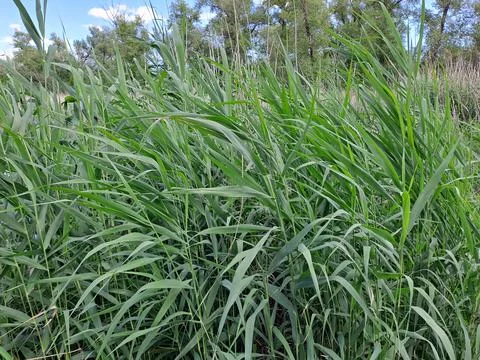 A reed in the wind Stock Photos
