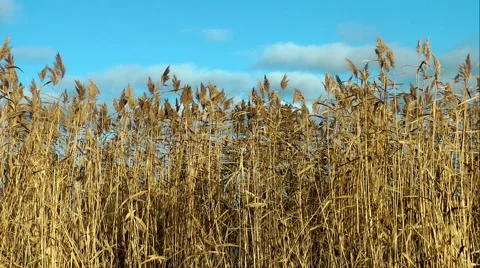 Reed wind sky 動画素材 43205277
