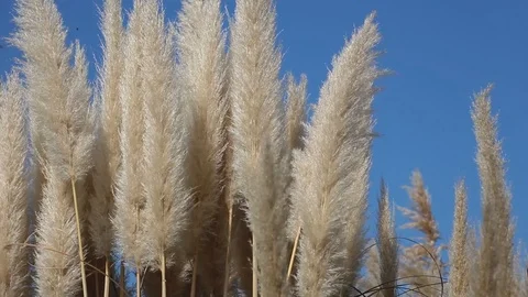 Reed in the wind under blue sky Stock Footage 113550293