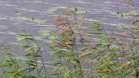 Reed in the wind in the water Stock Footage 8687811