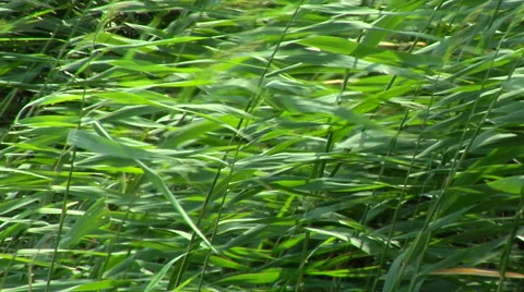 Reed on a windy day. Background Stock Footage 53220979