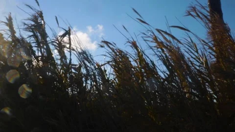 Reed windy day  Stock Footage 145926701