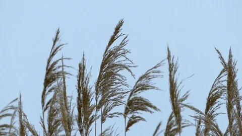 Reed in winter day. Stock Footage 72122025