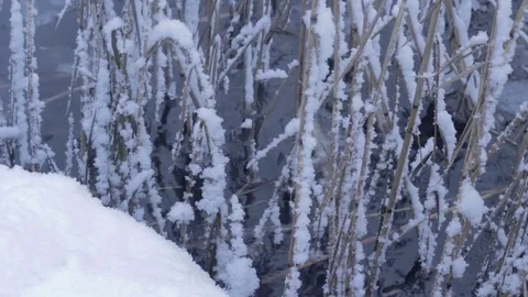 Reed in winter lake with snow Stock Footage 71158022