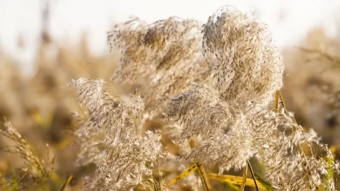 Reed in winter morning sun Stockbeeldmateriaal 149897997