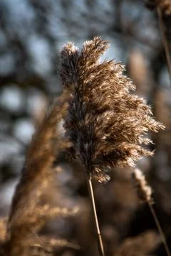 Reed at winter Stock Photos