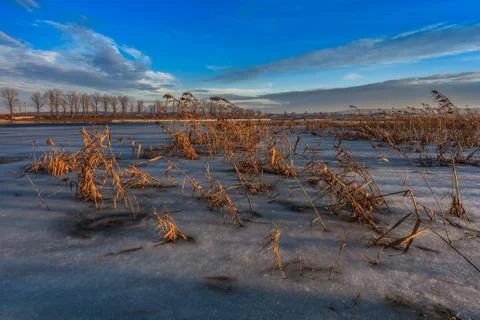 Reed in winter Stock Photos