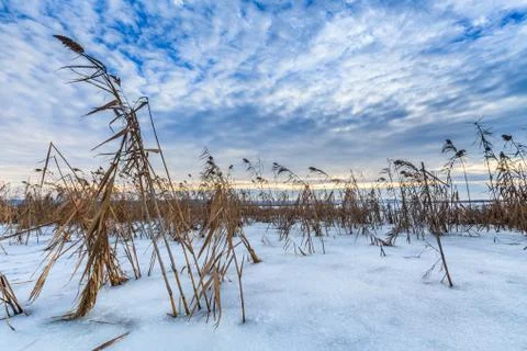 Reed in winter Stock Photos