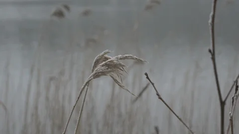Reed on winter river Stock Footage 123232661