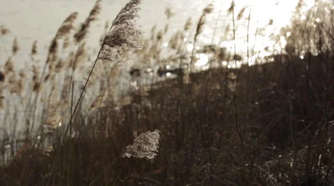 Reed_by_river Stock Footage 49157424