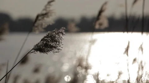 Reed_by_river Stock Footage 49157556