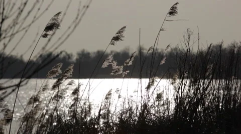 Reed_landscape Stock Footage 49157306