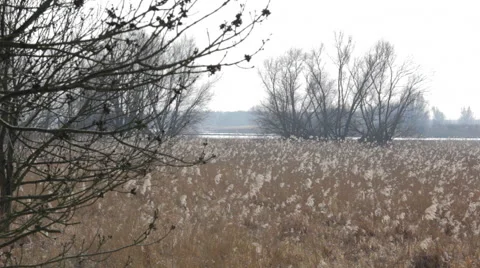 Reed_landscape 스톡 동영상 49157531