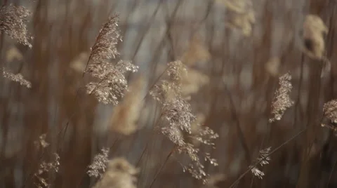 Reed_riverbank Stock Footage 49157489