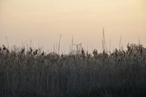 Reedbed with a Bird in Flight Stock Photos