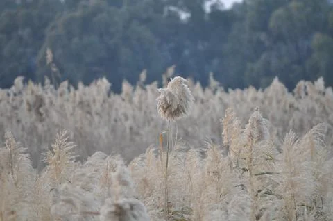 Reedbed in a Field with Forest Background Stock Photos