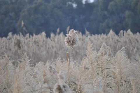 Reedbed in a Field with Forest Background Stock Photos