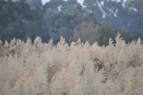 Reedbed in a Field with Forest Background 스톡 사진