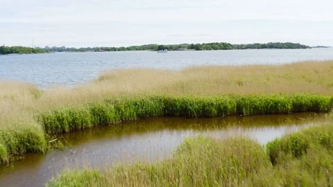 Reedbed flyover Stock Footage 109500895