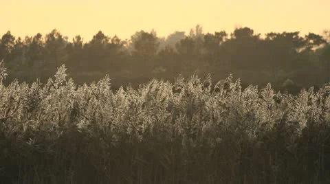 Reedbed Stock Footage 8909876