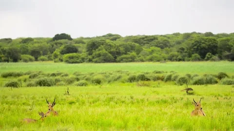 Reedbuck 3 sitting in grass - wide shot - Tembe South Africa Stock Footage 59728046