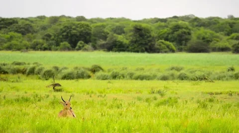 Reedbuck male sitting in grass - wide shot - Tembe South Africa Stock Footage 59728029