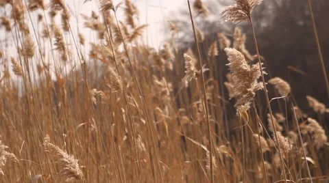 Reedmace dry. Stock Footage 62865378
