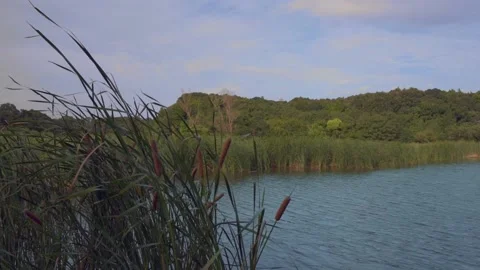 Reedmace in Swamp Stock Footage 166350245