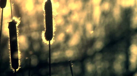The reedmaces and flying fluff Stock Footage 48259911