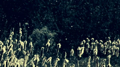 The reedmaces fluff flying Stock Footage 48259644