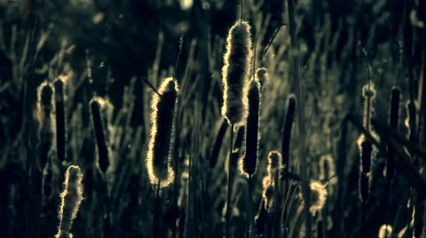The reedmaces fuzz flying Stock Footage 51618780