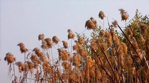 Reeds 1 Stock Footage 35486512