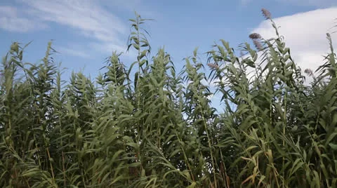 Reeds 2 Stock Footage 22992362