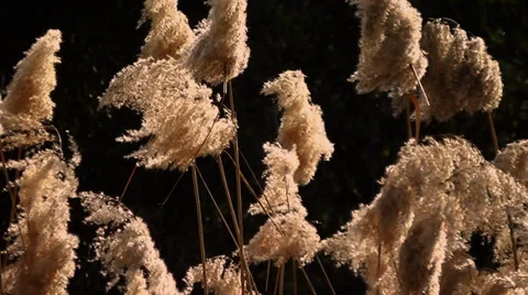 Reeds 2 Stock Footage 35488238